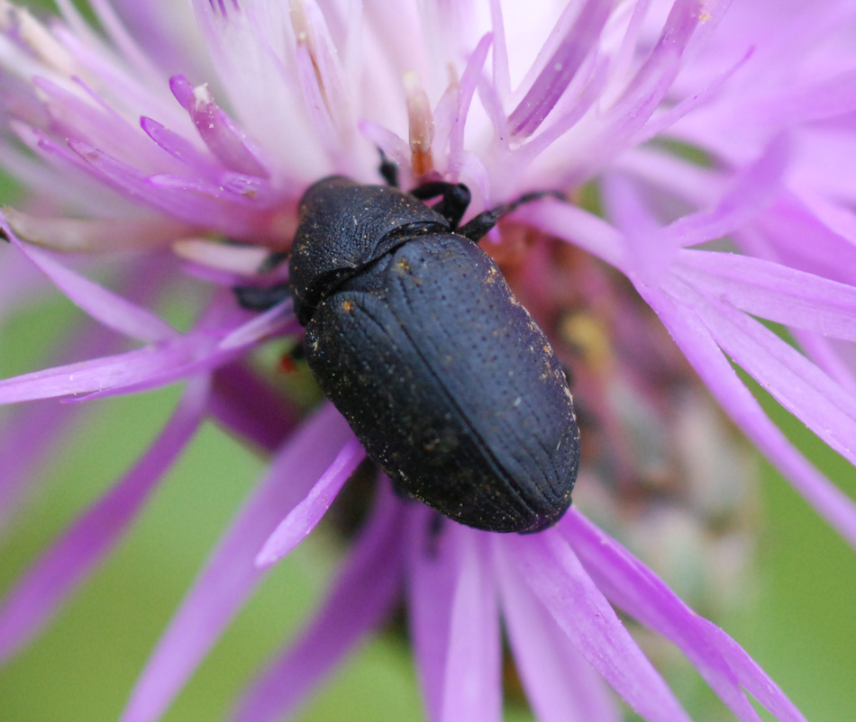 Larinus sp.